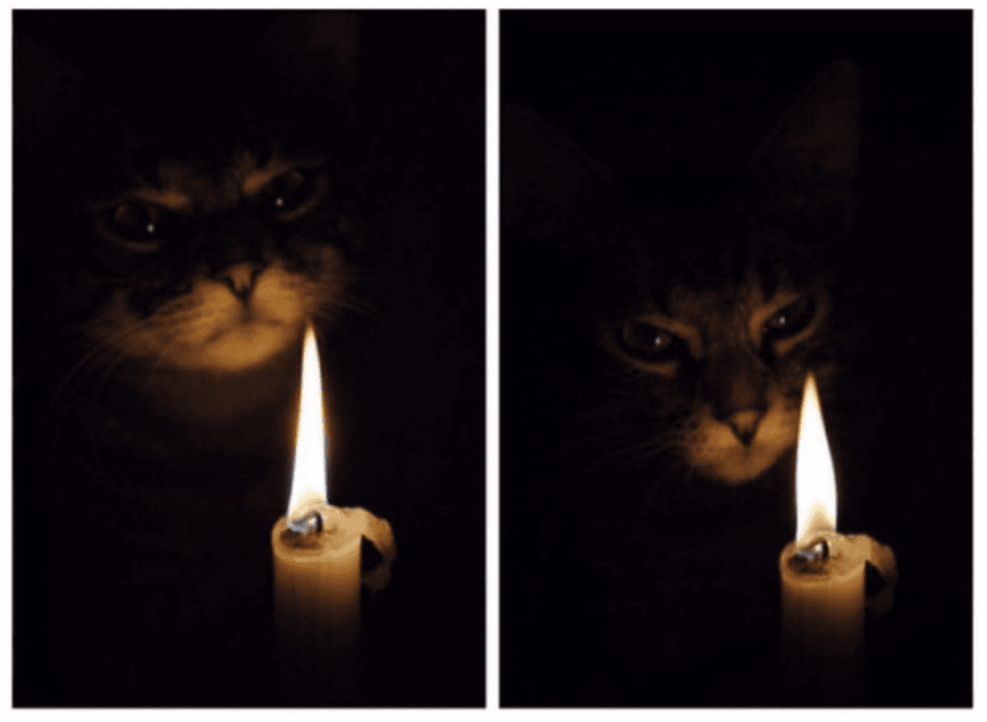 Paranormal Cativity: 10 Scary Stories of Paranormal Pets – Meowingtons