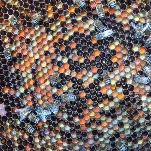 Honey bees and their multi coloured pollen stores - BeesMAX.org | Honeybee  Conservation | Rewilding | Research