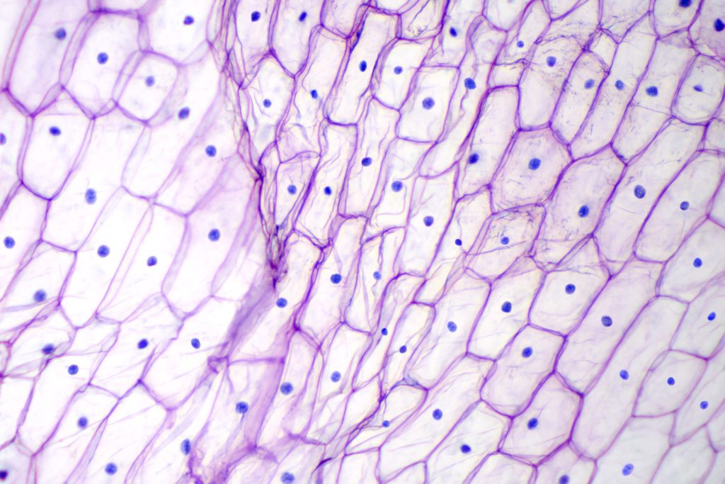 under the microscope Shutterstock_1098933818-1024x683