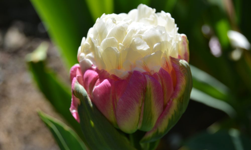 Ice Cream Tulips A Must Have In Your Garden To Always Enjoy An Ice