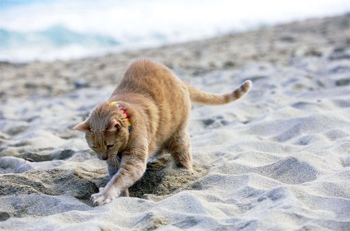 Taking your cat on holiday: home or away? – Almo Nature