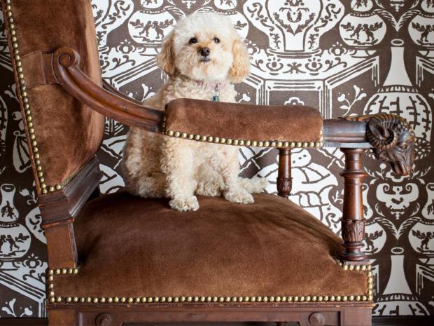 10 Quick Tips for Conquering Pet Odors | HGTV's Decorating & Design Blog | HGTV